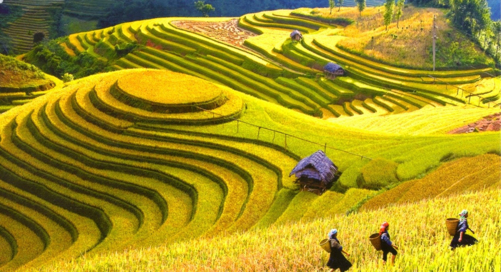 Tây Bắc Việt Nam - Nơi thiên nhiên vươn mình và đầm đà bản sắc  văn hóa dân tộc 
